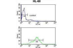 BAHD1 Antibody (C-term) flow cytometry analysis of HL-60 cells (bottom histogram) compared to a negative control cell (top histogram). (BAHD1 Antikörper  (C-Term))