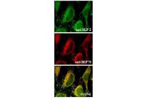 Endogenous SLP-2 is localized to the mitochondria (Immunocytochemical staining).