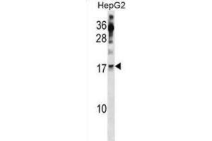 Western Blotting (WB) image for anti-Polymerase (RNA) II (DNA Directed) Polypeptide H (POLR2H) antibody (ABIN3001403) (POLR2H Antikörper)