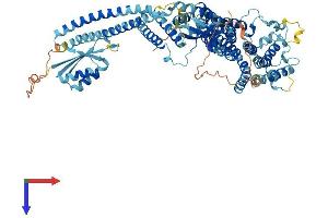 ATP6V0A2 Protein (AA 1-856) (His tag)