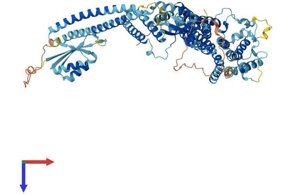 ATP6V0A2 Protein (AA 1-856) (His tag)