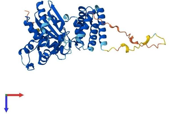 FAM46C Protein (AA 1-391) (His tag)