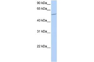 WB Suggested Anti-BTBD1 Antibody Titration:  0. (BTBD1 Antikörper  (N-Term))