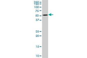 KATNA1 MaxPab polyclonal antibody. (KATNA1 Antikörper  (AA 1-311))