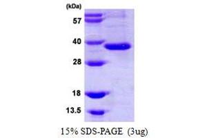 SDS-PAGE (SDS) image for Intelectin 1 (Galactofuranose Binding) (ITLN1) (AA 17-313) protein (ABIN667496)