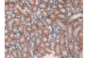 IHC-P analysis of Mouse Kidney Tissue, with DAB staining. (MAP1A Antikörper  (AA 2552-2759))