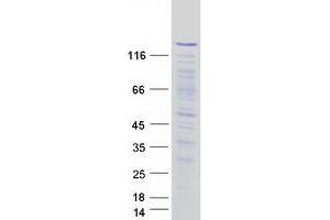 Validation with Western Blot (PPP1R12A Protein (Transcript Variant 1) (Myc-DYKDDDDK Tag))