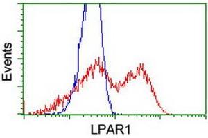 HEK293T cells transfected with either RC206065 overexpress plasmid (Red) or empty vector control plasmid (Blue) were immunostained by anti-LPAR1 antibody (ABIN2455158), and then analyzed by flow cytometry. (LPAR1 Antikörper)