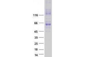 Validation with Western Blot (SLC30A1 Protein (Myc-DYKDDDDK Tag))