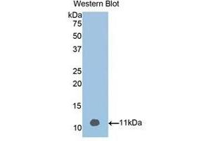 Western Blotting (WB) image for anti-Vitamin D-Binding Protein (GC) (AA 395-473) antibody (ABIN1858609) (Vitamin D-Binding Protein Antikörper  (AA 395-473))