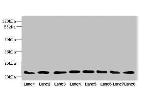 Western blot All lanes: RAB23 antibody at 3. (RAB23 Antikörper  (AA 1-237))