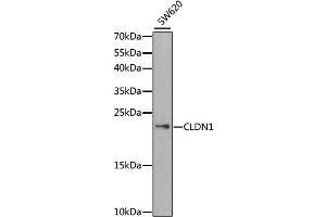 Western blot analysis of extracts of SW620 cells, using CLDN1 antibody. (Claudin 1 Antikörper)