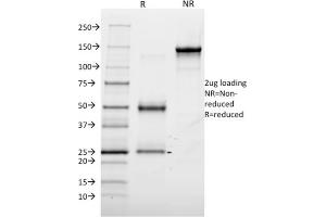 SDS-PAGE Analysis Purified Annexin A1 Mouse Monoclonal Antibody (6E4/3). (Annexin a1 Antikörper)