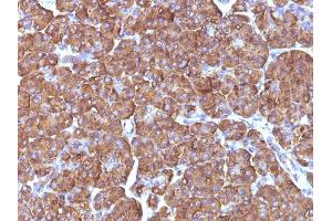 Formalin-fixed, paraffin-embedded human Pancreas stained with ODC1 Mouse Monoclonal Antibody (ODC1/486).