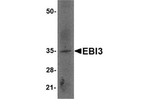 Western Blotting (WB) image for anti-Interleukin-27 subunit beta (IL-27b) (Middle Region) antibody (ABIN1030921) (EBI3 Antikörper  (Middle Region))