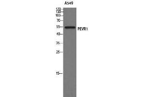 Western Blotting (WB) image for anti-G Protein-Coupled Receptor 172A (GPR172A) (Internal Region) antibody (ABIN3184875) (GPR172A Antikörper  (Internal Region))