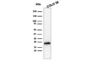 Western Blot Analysis of COLO38 cell lysate using MART-1 Mouse Recombinant Monoclonal Antibody (rMLANA/788). (Rekombinanter MLANA Antikörper)