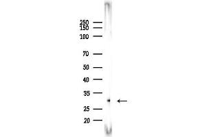 anti-Ribonuclease, RNase A Family, 11 (Non-Active) (RNASE11) (Internal Region) antibody