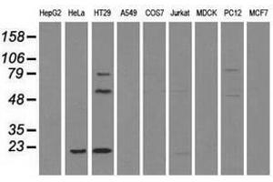 Image no. 1 for anti-CD4 (CD4) antibody (ABIN1497294)
