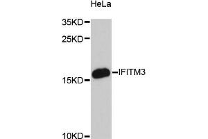 Western blot analysis of extracts of HeLa cells, using IFITM3 antibody (ABIN6292140) at 1:3000 dilution. (IFITM3 Antikörper)