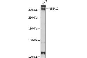 Western blot analysis of extracts of HeLa cells, using NBE antibody (ABIN7268862) at 1:1000 dilution. (NBEAL2 Antikörper  (AA 1800-2100))
