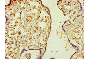 Immunohistochemistry of paraffin-embedded human placenta tissue using ABIN7160343 at dilution of 1:100 (MINPP1 Antikörper  (AA 31-487))
