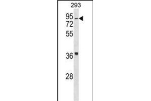 HIRIP3 Antibody (Center) (ABIN1538248 and ABIN2850055) western blot analysis in 293 cell line lysates (35 μg/lane). (HIRIP3 Antikörper  (AA 287-316))