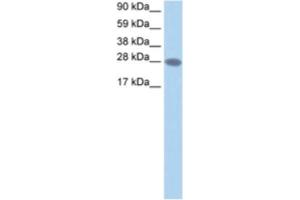 Western Blotting (WB) image for anti-Transcription Elongation Factor A2 (TCEA2) antibody (ABIN2460720) (TCEA2 Antikörper)