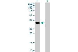 Western Blot analysis of ARGFX expression in transfected 293T cell line by ARGFX MaxPab polyclonal antibody. (ARGFX Antikörper  (AA 1-315))