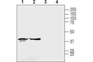 Western blot analysis of rat brain membranes (lanes 1 and 3) and mouse brain lysates (lanes 2 and 4): - 1,2. (GJC1 Antikörper  (Intracellular))