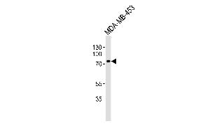 Western blot analysis of lysate from MDA-MB-453 cell line, using TRAF3IP3 Antibody (N-term) (ABIN1539444 and ABIN2848972).