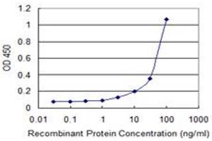 Detection limit for recombinant GST tagged ERBB2 is 1 ng/ml as a capture antibody. (ErbB2/Her2 Antikörper  (AA 22-121))