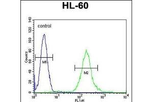 SOS2 Antibody (N-term) (ABIN655707 and ABIN2845158) flow cytometric analysis of HL-60 cells (right histogram) compared to a negative control cell (left histogram). (SOS2 Antikörper  (N-Term))