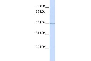 WB Suggested Anti-TRAM2 Antibody Titration:  0. (TRAM2 Antikörper  (N-Term))