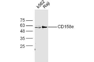 Raji cell lysates probed with Anti-CD158e Polyclonal Antibody, Unconjugated  at 1:5000 90min in 37˚C.
