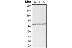 Western blot analysis of CD62E expression in PC12 (A), NIH3T3 (B), Jurkat (C) whole cell lysates.