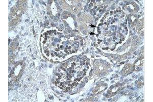 Image no. 2 for anti-Pancreatic Lipase (PNLIP) (AA 325-374) antibody (ABIN202587) (PNLIP Antikörper  (AA 325-374))