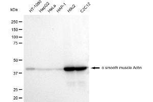 Western blotting analysis using alpha smooth muscle Actin antibody (ABIN7797465). (Rekombinanter Smooth Muscle Actin Antikörper)
