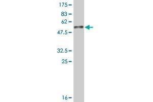 Western Blot detection against Immunogen (52.