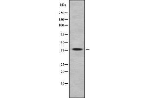 Western blot analysis of TAAR3 using COLO205 whole cell lysates