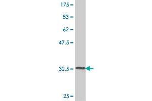 Western Blot detection against Immunogen (34. (USP51 Antikörper  (AA 261-337))
