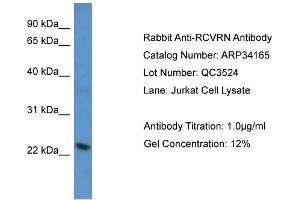 WB Suggested Anti-RCVRN Antibody   Titration: 1. (Recoverin Antikörper  (C-Term))
