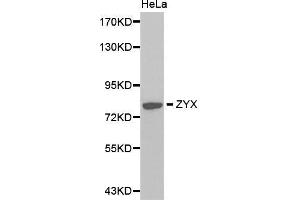 Western Blotting (WB) image for anti-Zyxin (ZYX) (AA 1-300) antibody (ABIN3023009) (ZYX Antikörper  (AA 1-300))