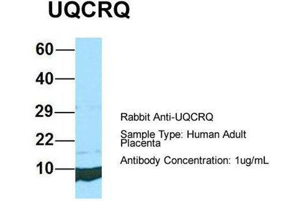 UQCRQ antibody  (Middle Region)