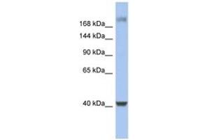 Image no. 1 for anti-Host Cell Factor C1 (VP16-Accessory Protein) (HCFC1) (C-Term) antibody (ABIN6742782) (HCFC1 Antikörper  (C-Term))