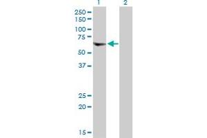 Western Blot analysis of VPS72 expression in transfected 293T cell line by VPS72 MaxPab polyclonal antibody. (VPS72 Antikörper  (AA 1-364))