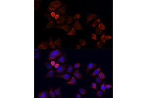 Immunofluorescence (IF) image for anti-Eukaryotic Translation Initiation Factor 3 Subunit J (EIF3S1) (AA 1-258) antibody (ABIN6140070)