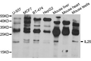 Western blot analysis of extracts of various cell lines, using IL25 antibody (ABIN5974535) at 1/1000 dilution. (IL-25 Antikörper)