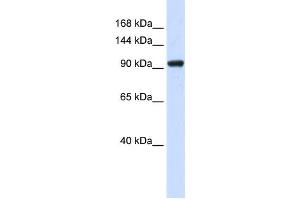 Western Blotting (WB) image for anti-SCAN Domain Containing 3 (SCAND3) antibody (ABIN2459139) (SCAND3 Antikörper)