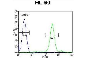CNIH2 Antibody (N-term) flow cytometric analysis of HL-60 cells (right histogram) compared to a negative control cell (left histogram).